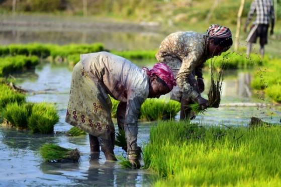 Tại sao Indonesia cần nhập khẩu số lượng lớn gạo?