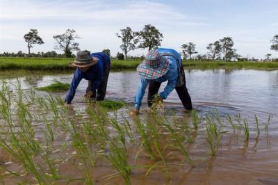 El Nino có thể kéo giảm sản lượng gạo, đường ở Thái Lan