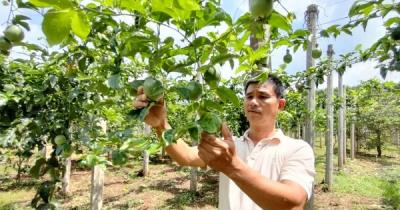 Trung Quốc bất ngờ giảm thu mua, giá chanh leo lao dốc