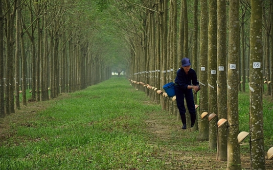 Cao su Đồng Phú (DPR): Lợi nhuận quý 1/2023 tăng mạnh, biên lãi gộp hơn 38%