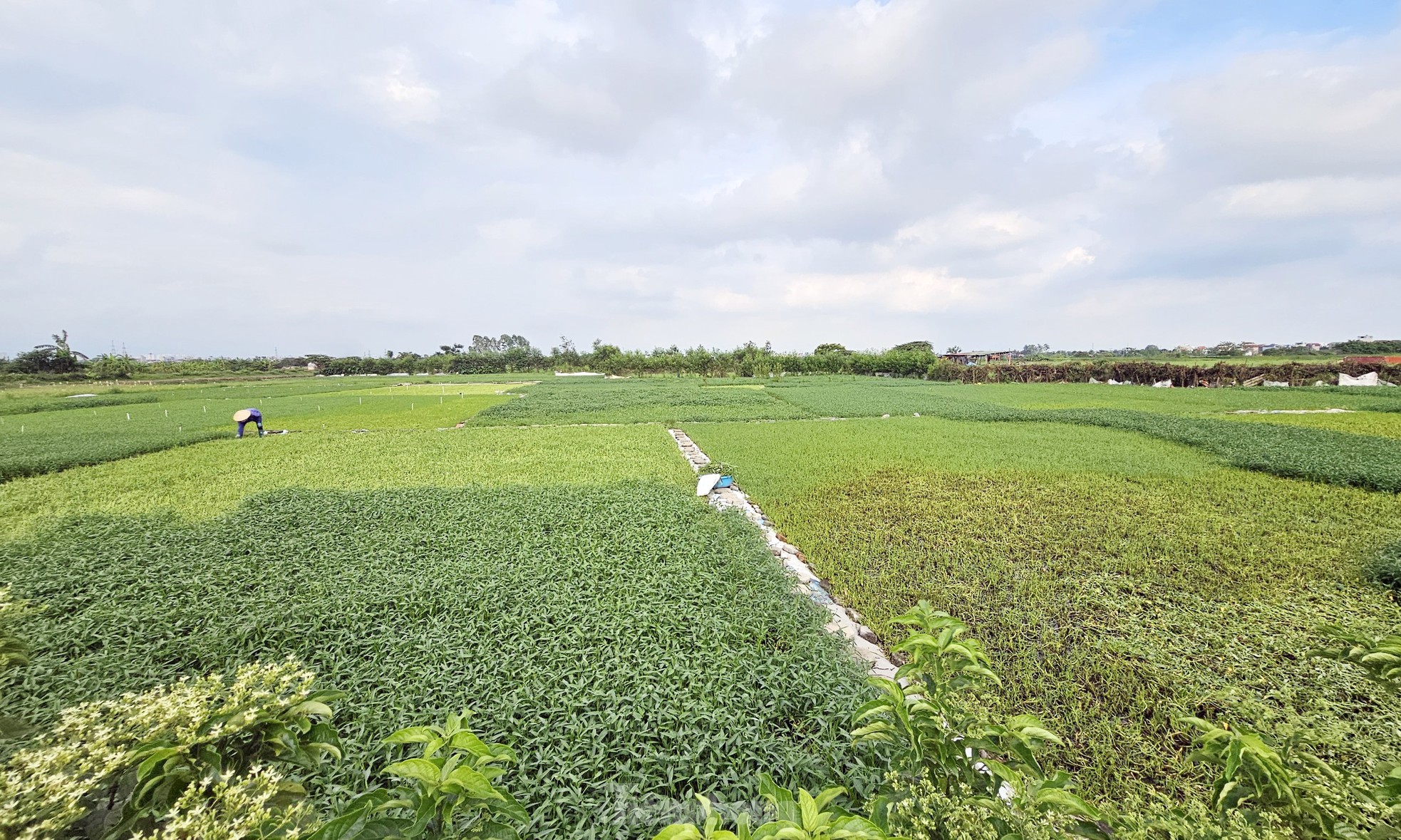 Gần 20 năm 'ôm đất' siêu dự án nhà ở sinh thái Đồng Mai thành nơi chăn bò, trạm bê tông 'lậu' - Ảnh 3.