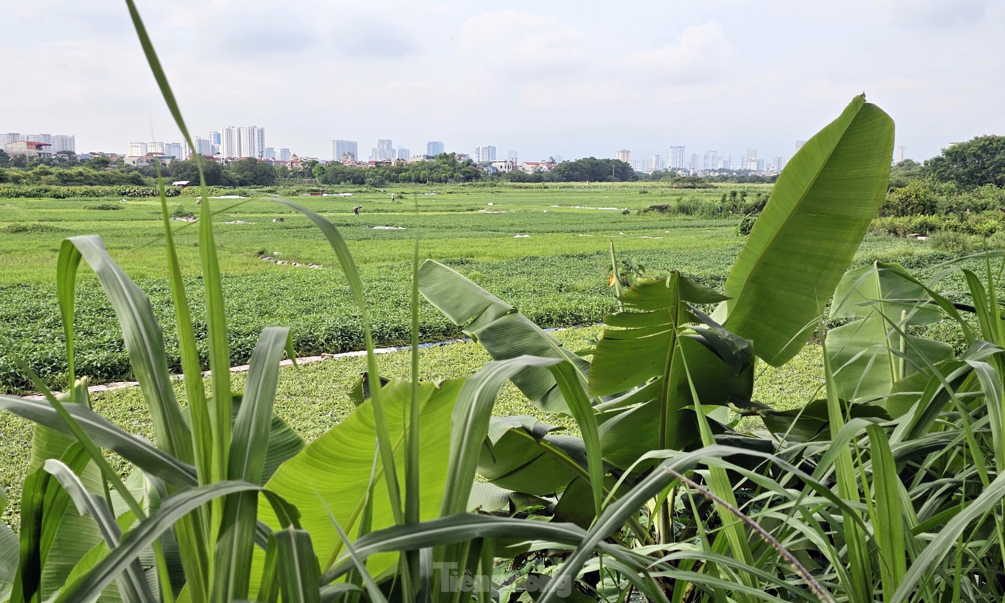 Gần 20 năm 'ôm đất' siêu dự án nhà ở sinh thái Đồng Mai thành nơi chăn bò, trạm bê tông 'lậu' - Ảnh 13.