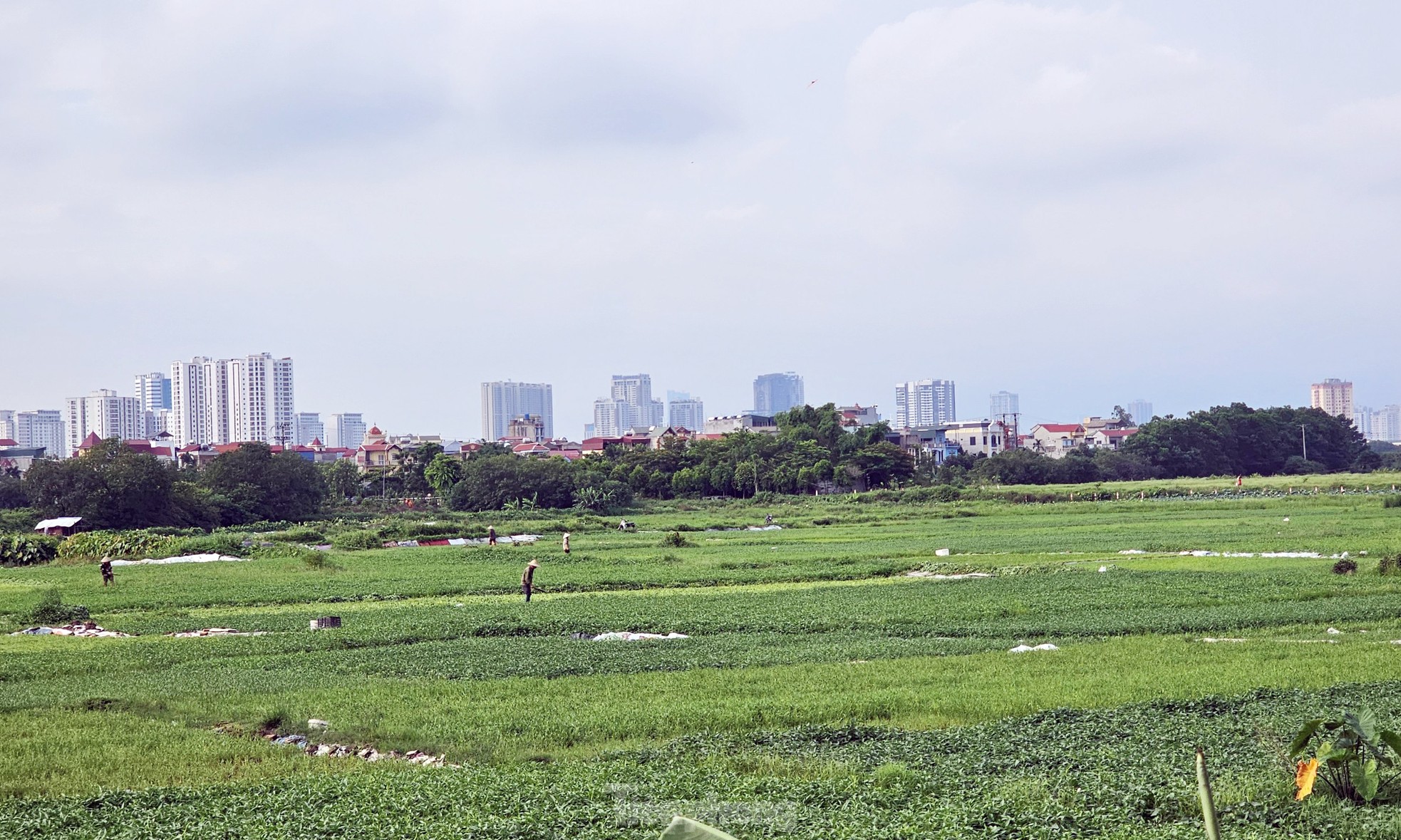 Gần 20 năm 'ôm đất' siêu dự án nhà ở sinh thái Đồng Mai thành nơi chăn bò, trạm bê tông 'lậu' - Ảnh 2.