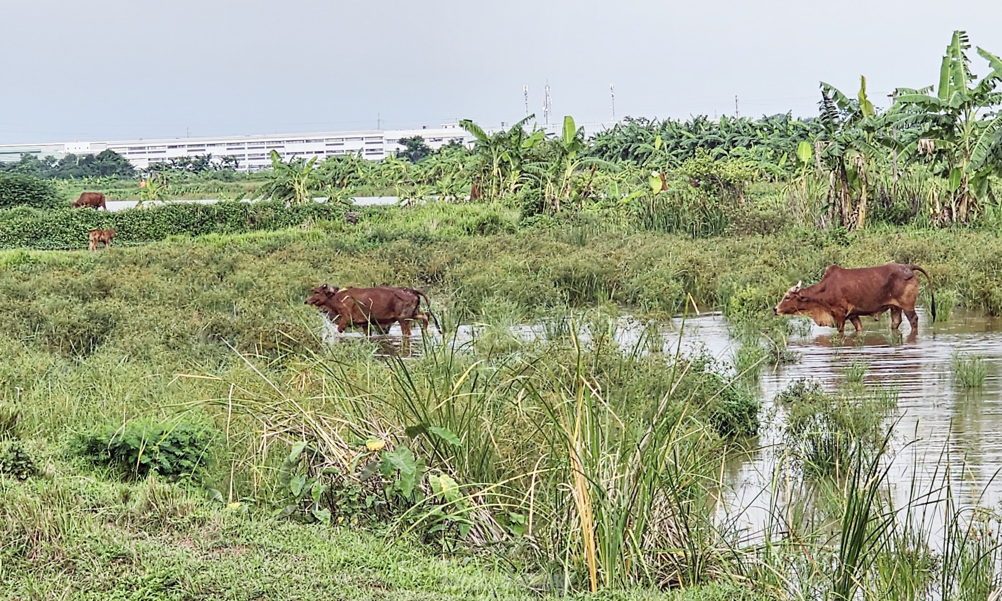 Gần 20 năm 'ôm đất' siêu dự án nhà ở sinh thái Đồng Mai thành nơi chăn bò, trạm bê tông 'lậu' - Ảnh 6.