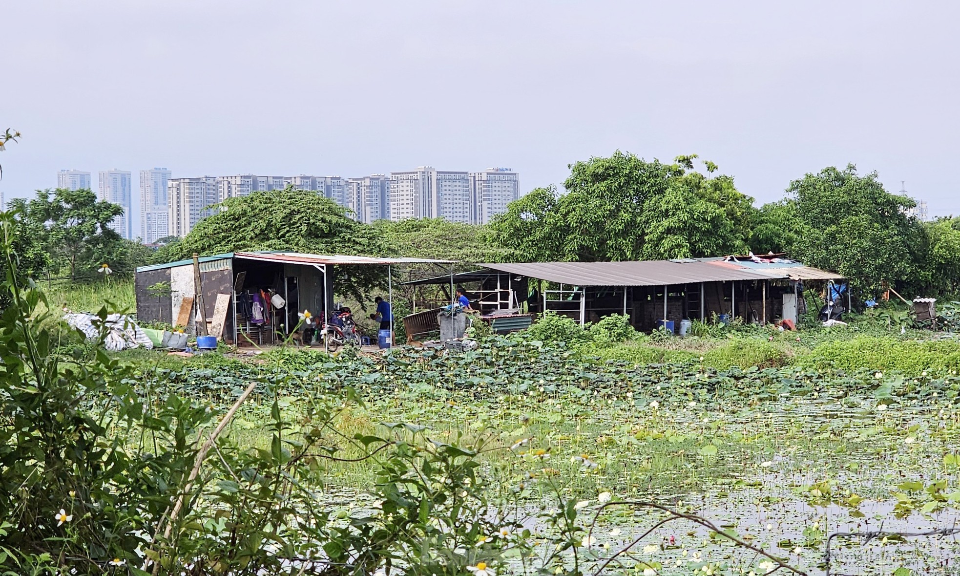 Gần 20 năm 'ôm đất' siêu dự án nhà ở sinh thái Đồng Mai thành nơi chăn bò, trạm bê tông 'lậu' - Ảnh 7.