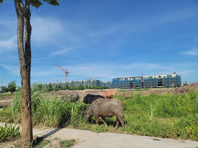 Hà Nội: Cận cảnh khu đô thị bỏ hoang hơn thập kỷ nhiều lần bị UBND thành phố nhắc nhở - Ảnh 5.