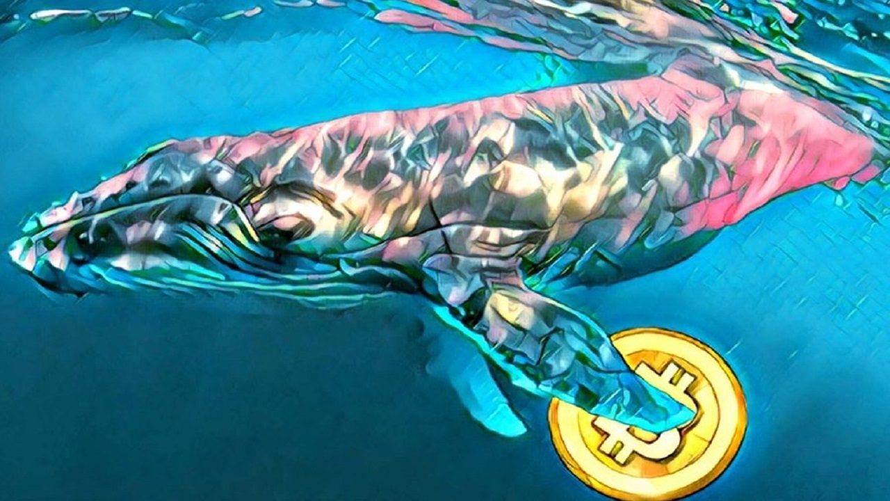 whale btc