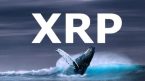 Cá voi mua 380 triệu XRP