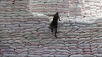 Giá gạo xuất khẩu tăng mạnh