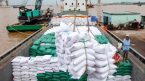 Bức tranh “sáng màu” của gạo Việt: Xuất khẩu quý 1 lập đỉnh 12 năm