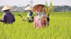 Giá lúa gạo hôm nay 25/4: Nếp Long An tăng mạnh