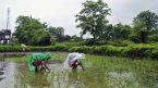 Bloomberg: Ấn Độ cân nhắc áp thuế xuất khẩu với gạo đồ