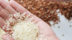 Chịu sức ép lớn, giá gạo có thể tiếp tục tăng