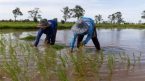 El Nino có thể kéo giảm sản lượng gạo, đường ở Thái Lan