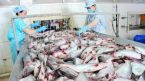 Xuất khẩu cá tra giảm 41% trong 4 tháng đầu năm