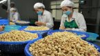 Thêm một doanh nghiệp Việt bị lừa xuất khẩu 5 container hạt điều sang Algeria