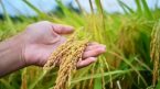 Giá lúa gạo hôm nay 4/4: Tăng giảm trái chiều