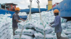 Nhiều đoàn Philippines sang Việt Nam đàm phán mua gạo